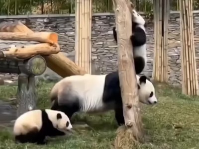 새끼 팬더에게 나무 오르는 법을 가르치는 엄마 팬더 - Korea Panda